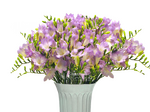 Фрезия лиловая