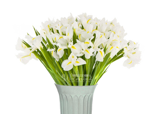 Снежная королева/ирисы белые