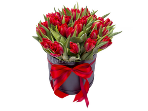 Красный тюльпан